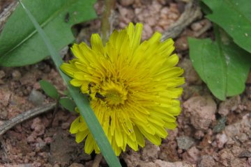 Collections Free Photos Vectors Beautiful dandelion with yellow flower with earth leaves and ant beautiful, dandelion, yellow, flower, earth, leaves, ant Flower, Background, Plants, 